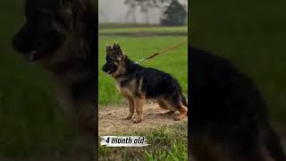 German Shepherd Puppies | 2 Months vs 4 Months Growth Journey 🐶
