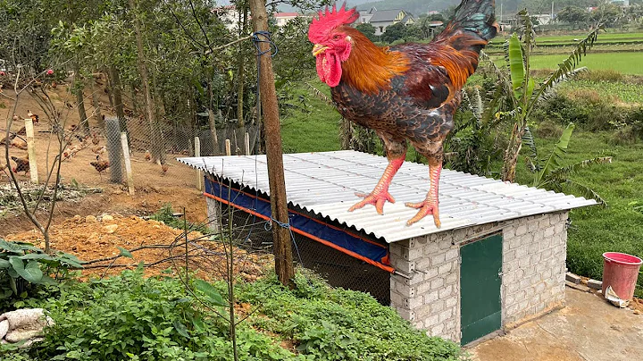 Full video on how to build a simple small chicken coop. - DayDayNews