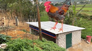 Full video on how to build a simple small chicken coop.