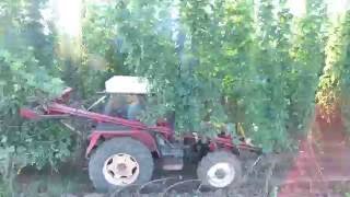 Hops Harvest 2016 - Sklizeň Chmele - Želeč U Žatce