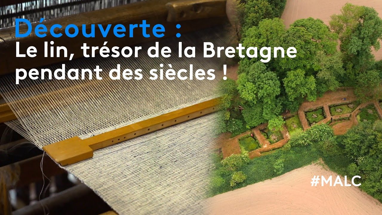 Découverte : le lin, trésor de la Bretagne pendant des siècles !