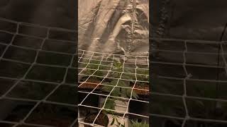 2 Spider Farmer 4000 4x8 tent grow