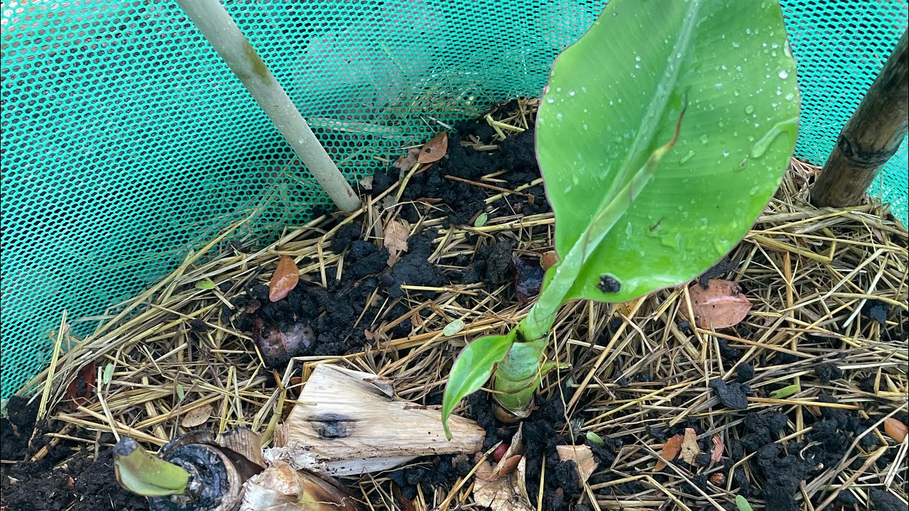 ทำทุกวันให้ดีที่สุด แล้วจะเป็นวันที่มีความสุขในทุกๆวัน รดน้ำพืชผักรอบๆกุฎิ