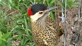 Sound of woodpecker chicks calling their parents. by Daniel's Channel - Artegia 613 views 2 years ago 6 minutes, 6 seconds