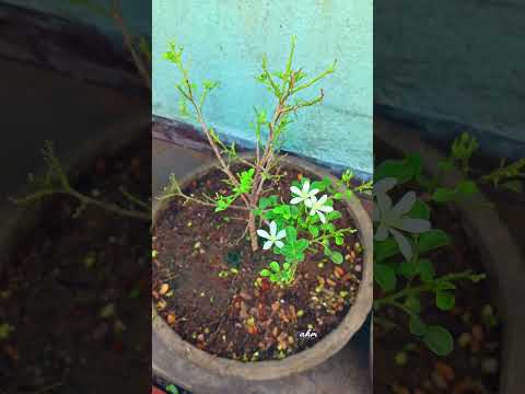 Video: Murraya Orange Jasmine - Այգում Orange Jasmine Plants աճեցնելը