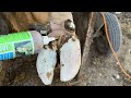 BIGGEST STONE EVER REMOVED from this COW'S HOOF