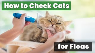 How to Check Cats for Fleas: The Ultimate Guide