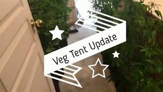 Update on the Veg Tent and Envy Genetics.