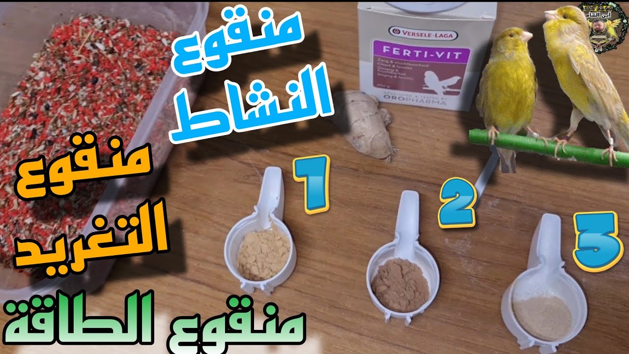 ب 3 غرامات فقط لزيادة هرمون الذكورة التستوستيرون/محفز جنسي/مواد طبيعية 100%#عصافير #كناري