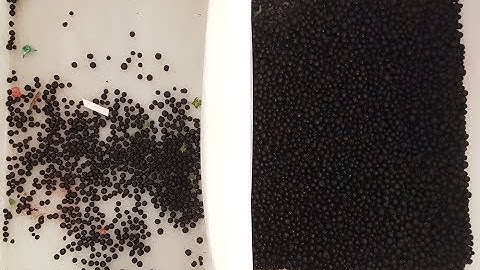 Dryce optical sorting machine for frozen blueberry | RAYTEC VISION SpA