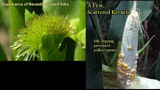 PCT Shorts: Corn Pollination Scouting: Check Ear Set, Silk Clipping & Yield Potential