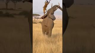Hyena Bites Elephant's Tail, Gets Launched Into Air 😂
