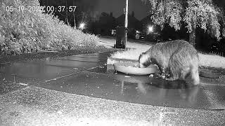 Suburban Wildlife Fox meets Badger, 19th May 2026.