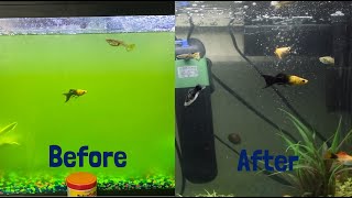3 Ways to Get Rid of a Algae Bloom in Your Aquarium