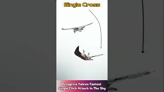 Peregrine Falcon Fastest Single Click Attack In The Sky #falcon