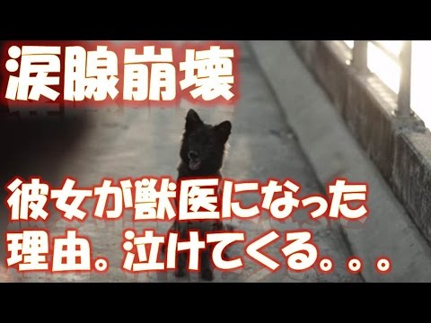 【涙腺崩壊】彼女が獣医になった理由。わかってても泣けてくる、タイの絶対あかん系のCM 相互登録 【感動する話】【涙腺崩壊】
