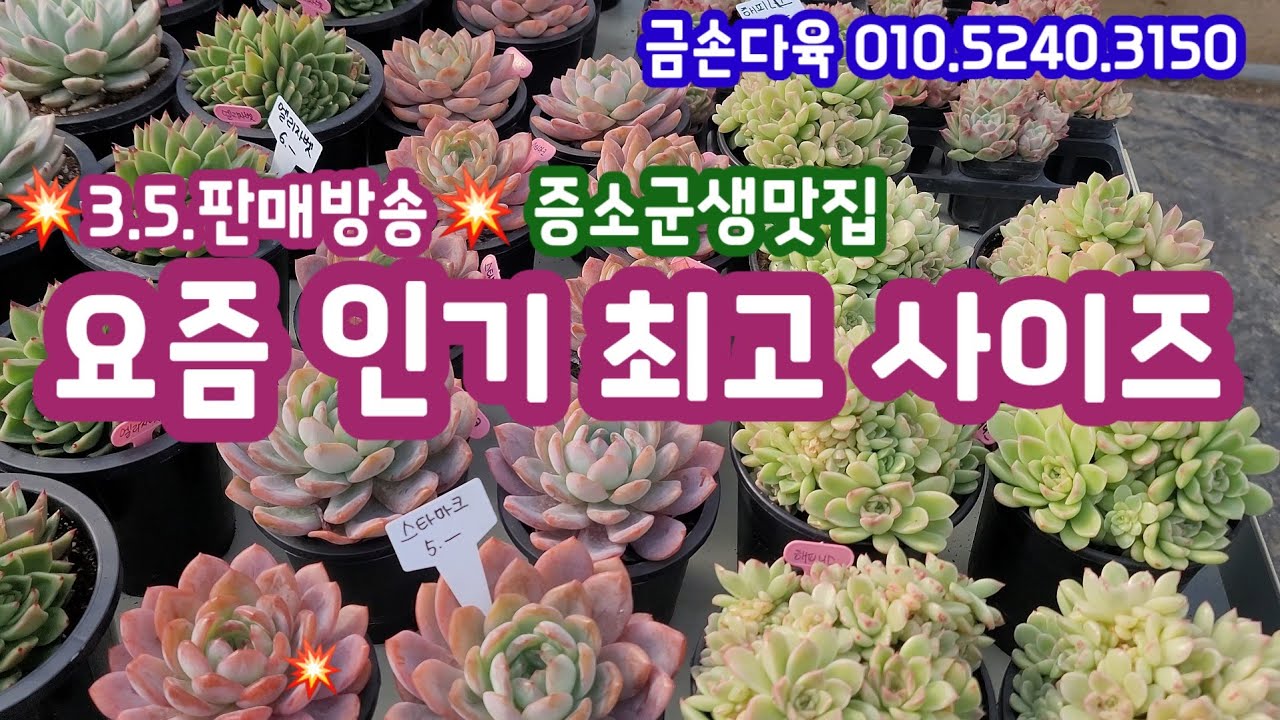 오늘도 착한 가격 다육이 판매해요 ~ 💕금손다육 010.5240.3150 