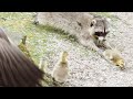 Raccoon Hunting Baby Gosling And Geese Attack Raccoon Hunting Baby Gosling And Geese Attack