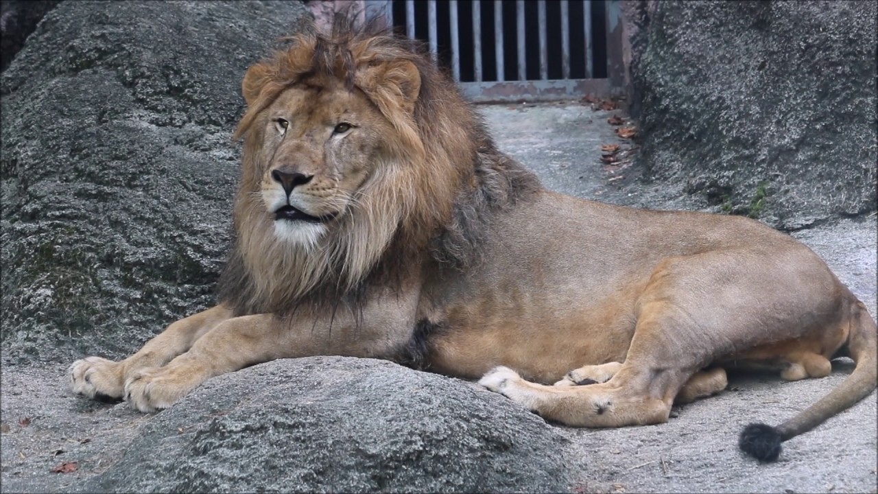 ライオン ソラ In 東山動植物園 Youtube