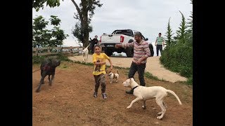 KÖPEKLERİMİN ÇOCUK HASRETİ YİĞENLERİMLE SON BULDU :)) #canecorso #dogoargentino #jackrussell