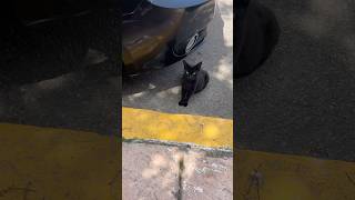 A Day In The Life Of A Homeless Street Cat