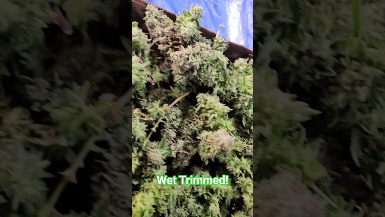 How many of y'all do wet trim? **Adults only 18 +**