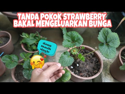 Video: Adakah buah pokok strawberi boleh dimakan?