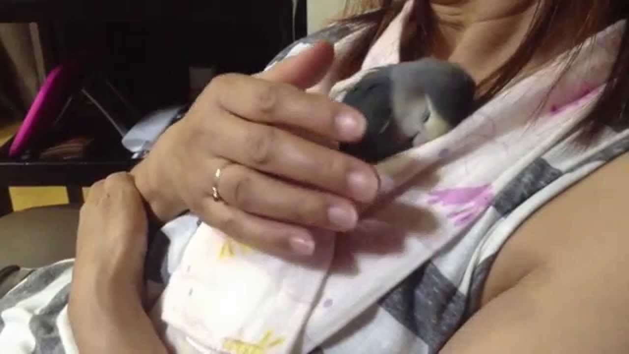 コザクラインコ バイオレット クウ 空 19 Youtube コザクラインコ バイオレット クウ 空 19 Youtube