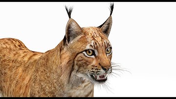 Lynx 3D Model – Realistic, Fully Textured, and Game-Ready