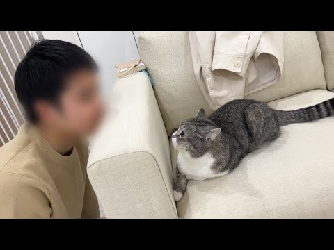 弟にちょっかいかけられて困惑してる猫がこうなったwww