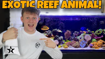 BUYING RARE SEA CREATURE FOR REEF TANK!!