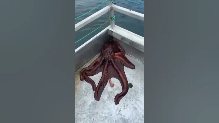 The Great Octopus Escape