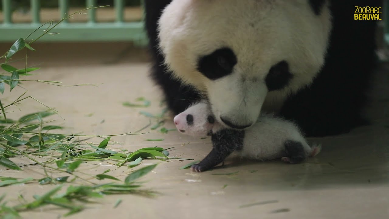 Huan Huan Et Ses Bebes Panda Ages De 4 Semaines Youtube