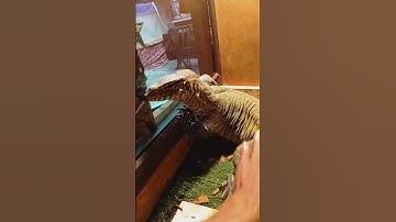 Nile monitor handling tips and tricks with kpreptiles.💯‼️