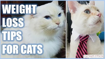 How to Help Your CAT Lose Weight! - Pet Obesity / Cat Lady Fitness