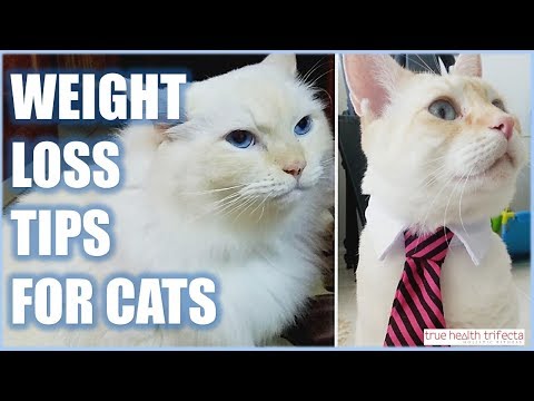 فيديو: كيف تساعد قطتك على إنقاص الوزن