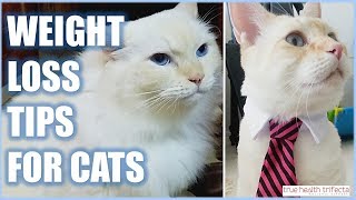 How to Help Your CAT Lose Weight! - Pet Obesity / Cat Lady Fitness How to Help Your CAT Lose Weight! - Pet Obesity / Cat Lady Fitness