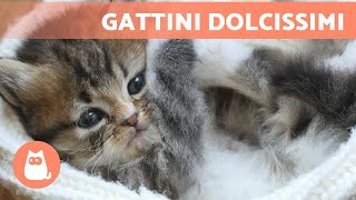 I migliori VIDEO di CUCCIOLI di GATTI che giocano