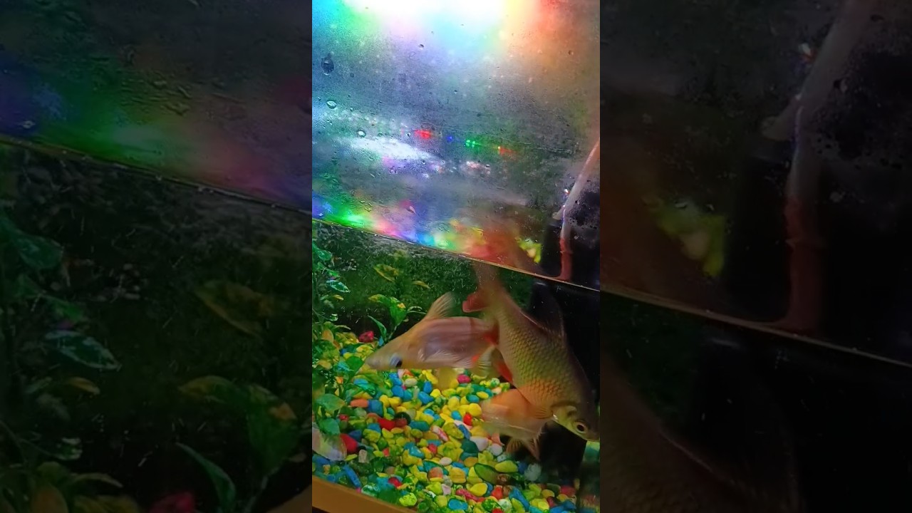 #fish #aquarium #fishtank #pet #ytshorts #fishing 🐠🐠🐠🐠🐠😍🥰😘