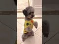 Little puppy trying to save her boss 😞😭