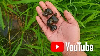 Life in the Rice Fields: Snail Hunting and Hidden Surprises