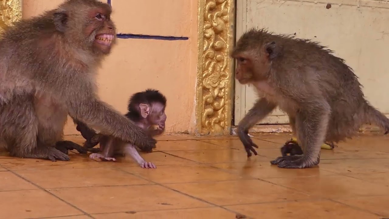 Mother monkey heartbroken with her newborn baby