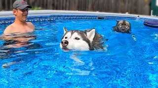 It's Dog Pool Party Time!  Back Home to Go Swimming with Friends!