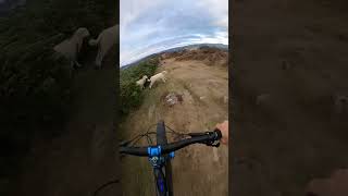 Man falls off bike after being interrupted by the sheep #funnyprank Man falls off bike after being interrupted by the sheep #funnyprank