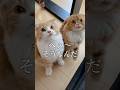 仲良し姉妹のトントントン#スコティッシュフォールド #shorts #cats