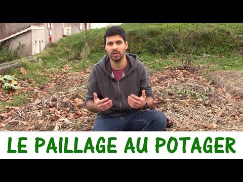 Vidéo: Paillage Des Fraises : Comment Les Pailler à L'automne ? Puis-je Le Faire Avec De La Sciure De Bois Fraîche Et De La Paille ? Le Meilleur Paillis Pour L'hiver