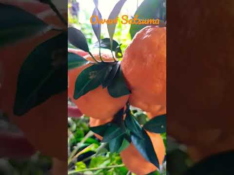 Owari Satsuma bearing