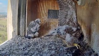 Falconcam Projectmarry Is Doing Wingersizing Chirping With Prey In Her Claws816 Am 20231105