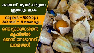 കഞ്ചാവിനെക്കാള്‍ ലാഭകരമായ ചെടി, ഞൊട്ടാഞൊടിയന്‍ #goldenberry #agriculture #newfarming #farming