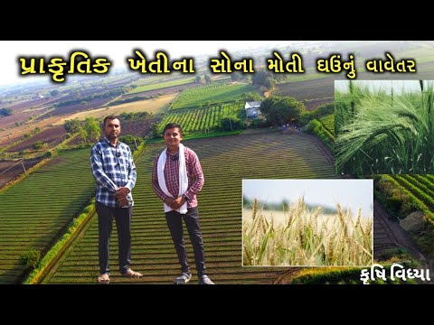 પ્રાકૃતિક ખેતીના સોના મોતી ઘઉં નું વાવેતર પ્રગતિશીલ ખેડૂત | natural farming | organic kheti